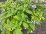 Hortensie - Hydrangea involucrata