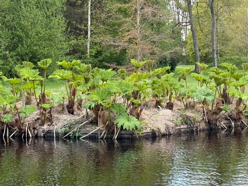 Bio-Russischer Sierra Barber – Rheum palmatum var. tanguticum