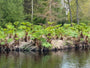 Bio-Russischer Sierra Barber – Rheum palmatum var. tanguticum
