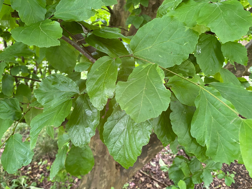 Persisches Eisenholz - Parrotia Persica