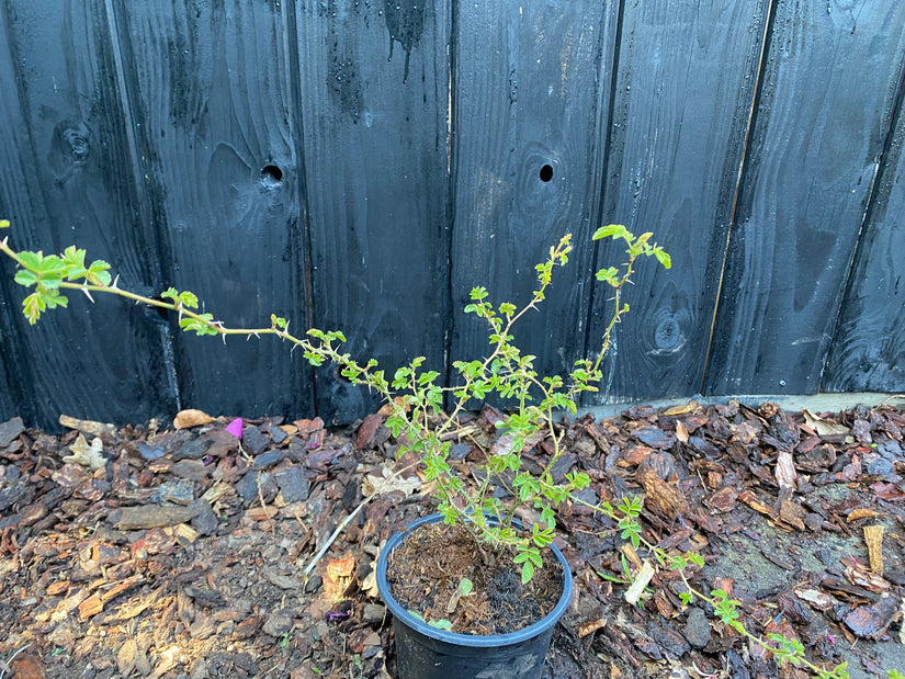 Wildrose - Rosa rubiginosa