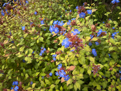 Bleiwurz - Ceratostigma plumbaginoides