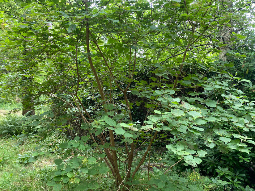 Wolliger Schneeball - Viburnum Lantana (einheimisch)