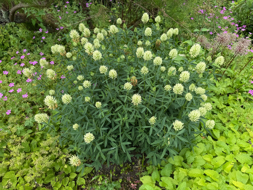 Klee - Trifolium ochroleucon