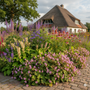 Bio-Storchschnabel - Geranium macr. „Bevans Vielfalt“