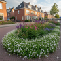 Bio-Storchschnabel - Geranium cantabrig. „St. Ola“