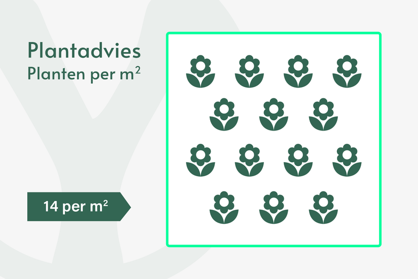 Stachelnuss - Acaena microphylla 'Kupferteppich'