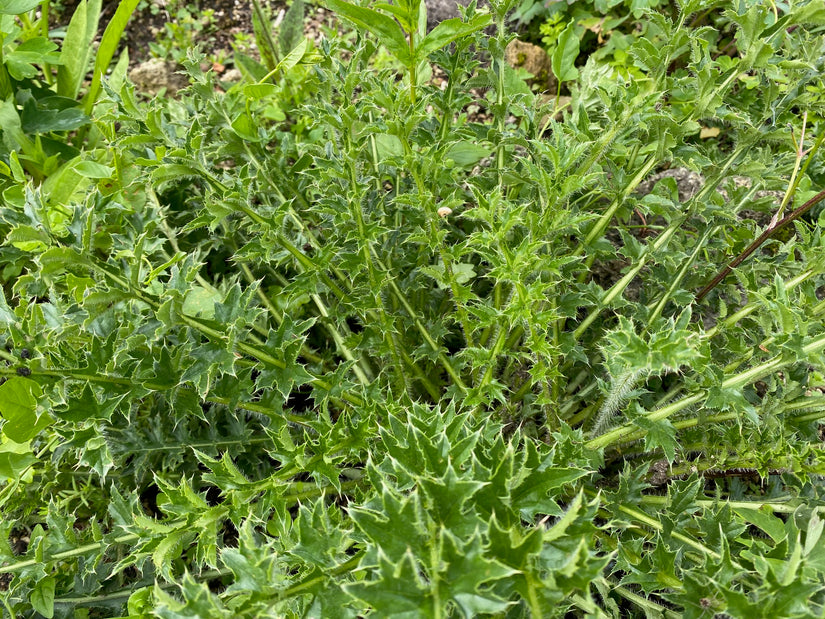 Erddistel - Cirsium acaule