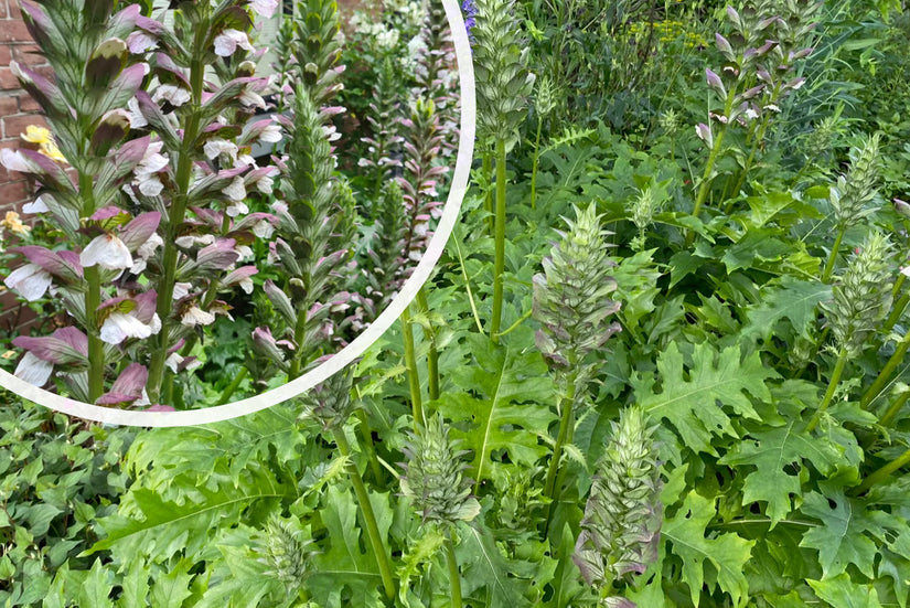 Stacheliger Bärenklau - Acanthus mollis