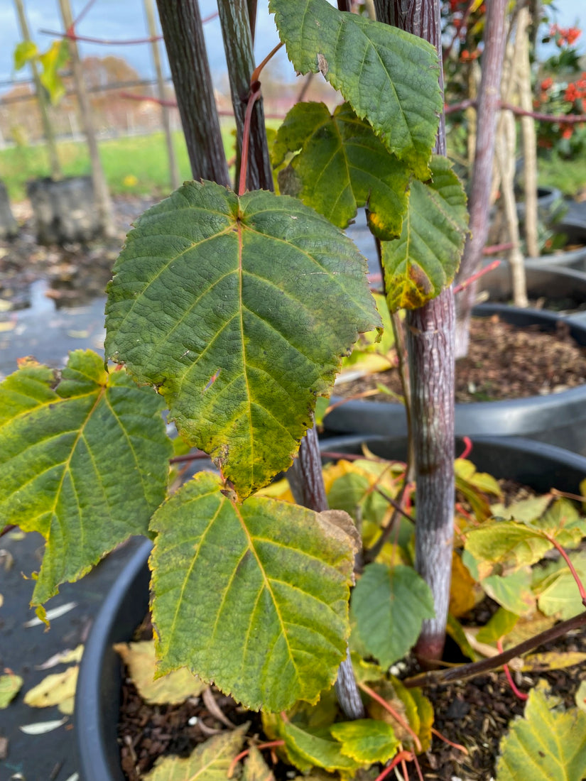 Chinesischer Ahorn - Acer davidii - Säulenbaum