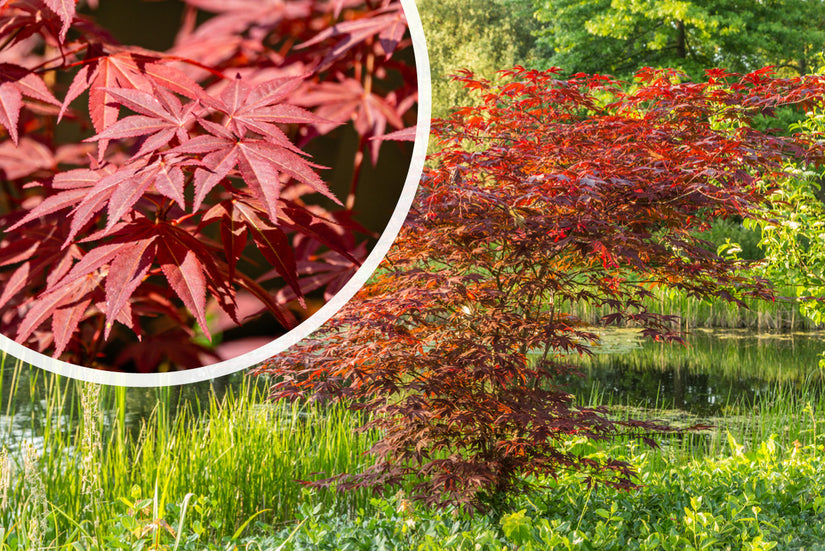 Japanischer Ahorn - Acer palmatum 'Atropurpureum'