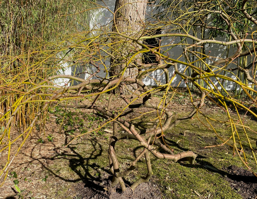 Winterbeeld - Acer palmatum Ornatum
