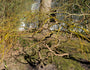 Winterbeeld - Acer palmatum Ornatum