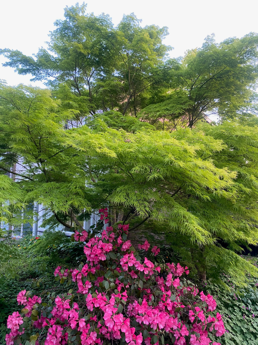 Japanischer Ahorn - Acer palmatum