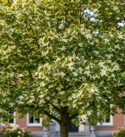 Bunter Spitzahorn - Acer platanoides 'Drummondii'