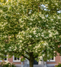 Bunter Spitzahorn - Acer platanoides 'Drummondii'