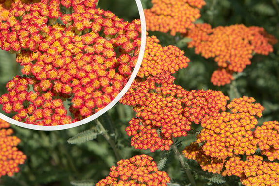 Schafgarbe (Rot) - Achillea 'Feuerland'