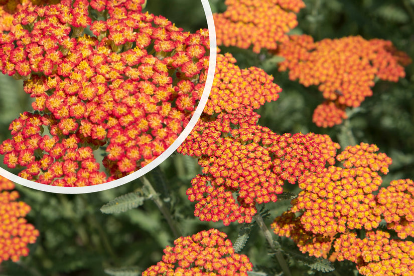 Schafgarbe - Achillea 'Feuerland'