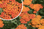 Schafgarbe - Achillea 'Feuerland'