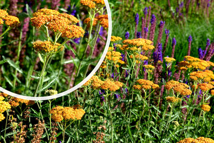 Schafgarbe (Gelb/Orange) - Achillea 'Terracotta'