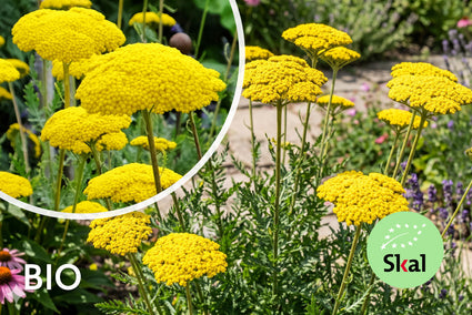 Schafgarbe (hohe Art) – Achillea filipendulina „Cloth of Gold“