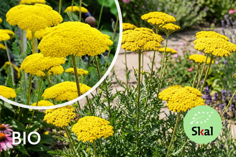 Schafgarbe (hohe Art) – Achillea filipendulina „Cloth of Gold“