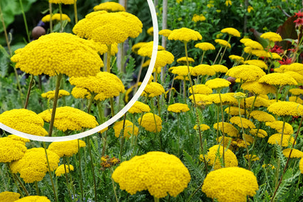 Schafgarbe (hohe Art) – Achillea filipendulina „Cloth of Gold“