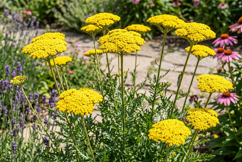 Schafgarbe (hohe Art) – Achillea filipendulina „Cloth of Gold“