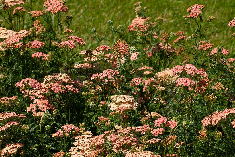 Schafgarbe (Lachsrosa) - Achillea millefolium 'Lachsschönheit'