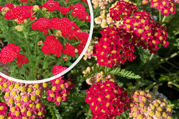 Gewöhnliche Schafgarbe - Achillea millefolium 'Paprika'