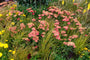 Bio Schafgarbe - Achillea millefolium 'Paprika'