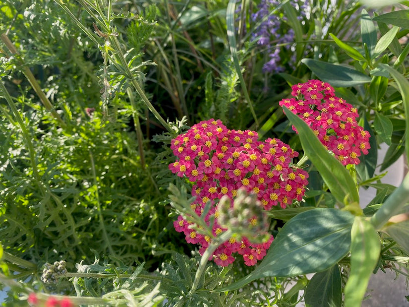 Gewöhnliche Schafgarbe - Achillea millefolium 'Paprika'