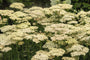 Schafgarbe - Achillea millefolium 'Rainbow Creme de la Creme'
