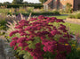 Schafgarbe - Achillea millefolium 'Red Velvet'