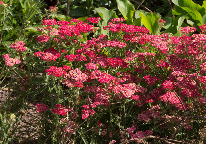 Schafgarbe - Achillea millefolium 'Red Velvet'