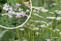 Gewöhnliche Schafgarbe - Achillea millefolium 'White Beauty'