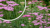 Gewöhnliche Schafgarbe (Rosa)   Achillea millefolium 'Cerise Queen'