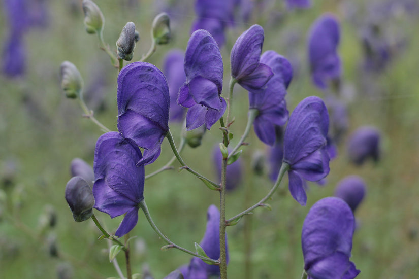 Eisenhut - Aconitum 'Spark's Variety'