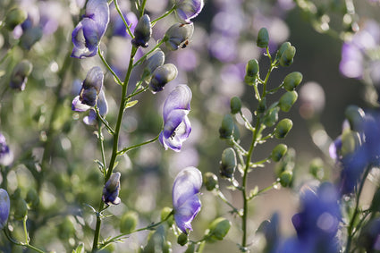 Eisenhut - Aconitum x cammarum 'Bicolor'