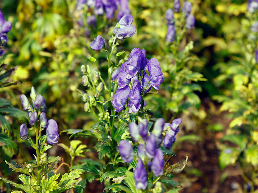 Eisenhut - Aconitum x cammarum 'Franz Marc'