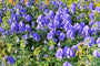 Blauer Eisenhut - Aconitum carmichaelii 'Barker's Variety'