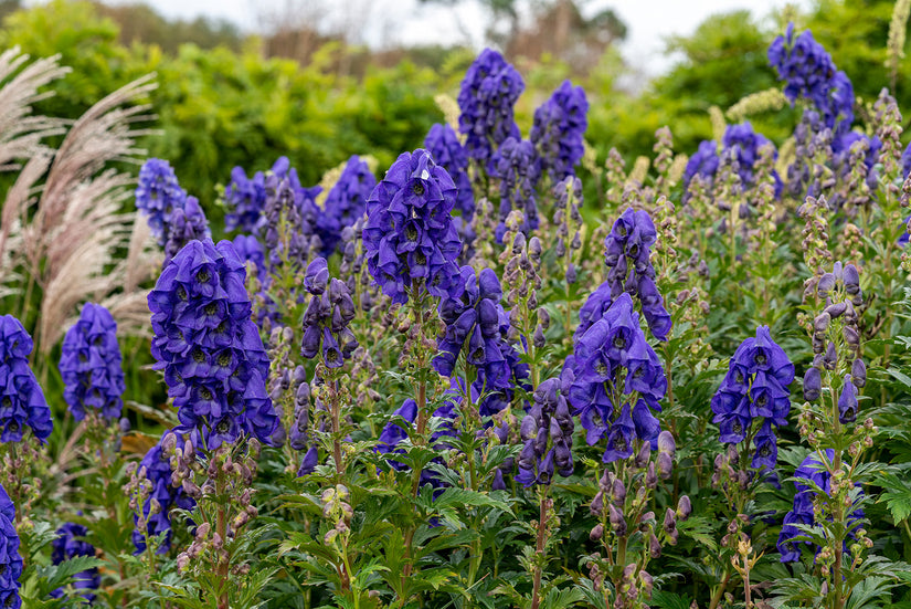 Blauer Eisenhut - Aconitum carmichaelii