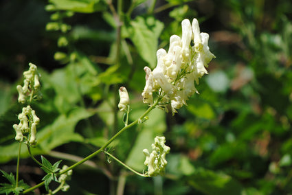 Eisenhut - Aconitum lamarckii