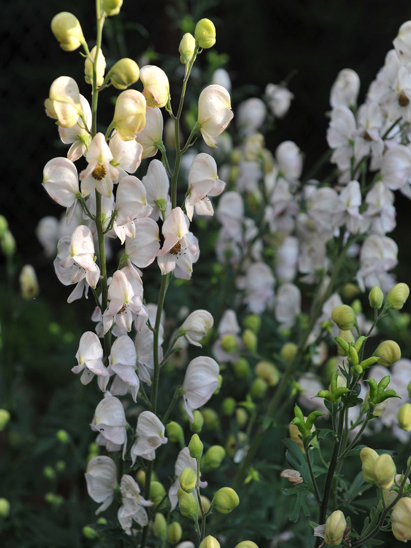 Blauer Eisenhut - Aconitum napellus 'Album'