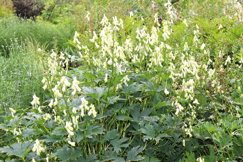 Gelber Eisenhut - Aconitum vulparia