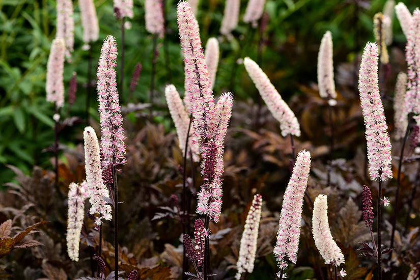 Bio-Traubensilberkerze - Actaea/Cimicifuga simplex. 'Brünette'