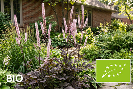Bio-Silberkerze (Rosa) - Actaea/Cimicifuga simplex 'Pink Spike'