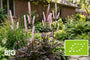 Bio-Silberkerze (Rosa) - Actaea/Cimicifuga simplex 'Pink Spike'