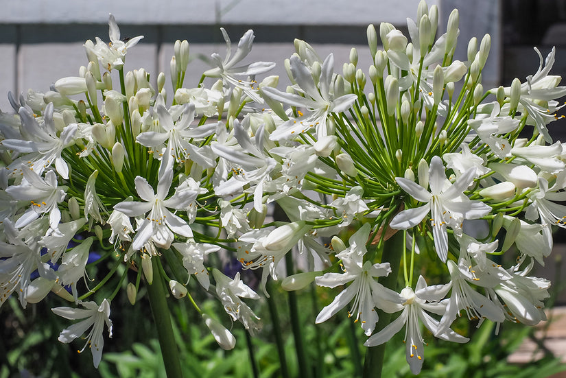 Bio Afrikanische Schmucklilie (weiß) - Agapanthus africanus 'Albus'