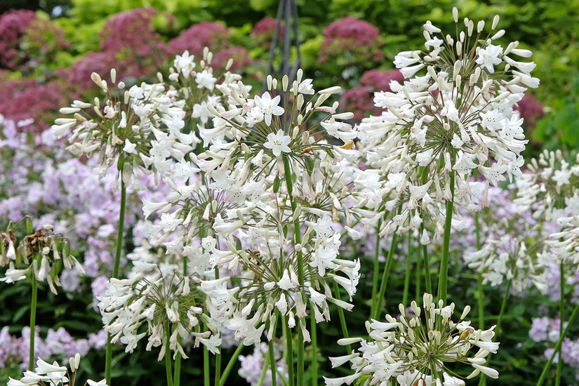 Bio Afrikanische Schmucklilie (weiß) - Agapanthus africanus 'Albus'